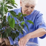 Grandma gardener watering